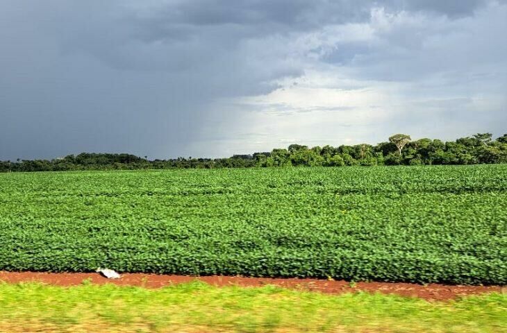 Imagem de compartilhamento para o artigo Prazo para cadastro de áreas de plantio de soja encerra dia 31 de janeiro em MS da MS Todo dia